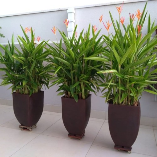 heliconia bico de papagaio