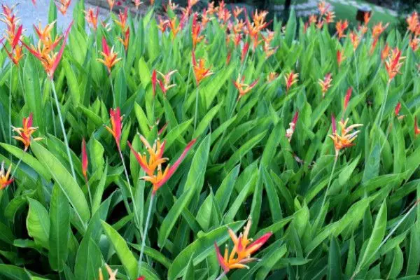 melhores heliconias para jardim tropical