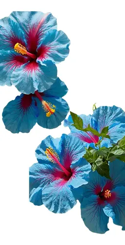 hibisco azul