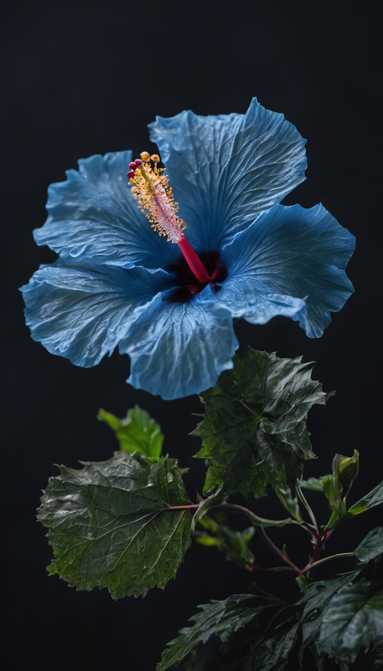 hibisco azul