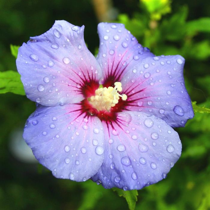 melhores variedades de hibisco azul para jardim