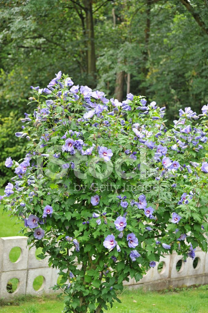 erros comuns ao cuidar de hibisco azul