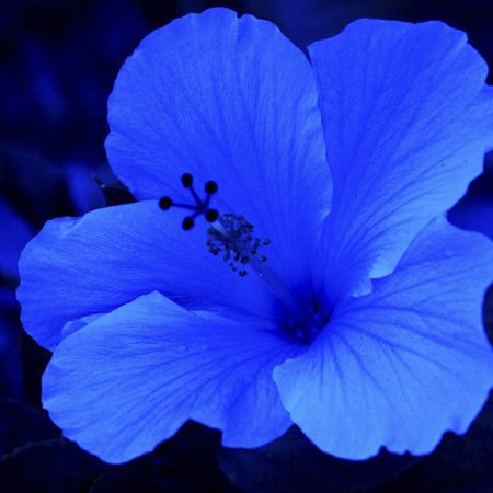 hibisco azul vs hibisco rosa qual escolher