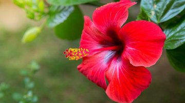 erros comuns ao cuidar de hibisco em vaso