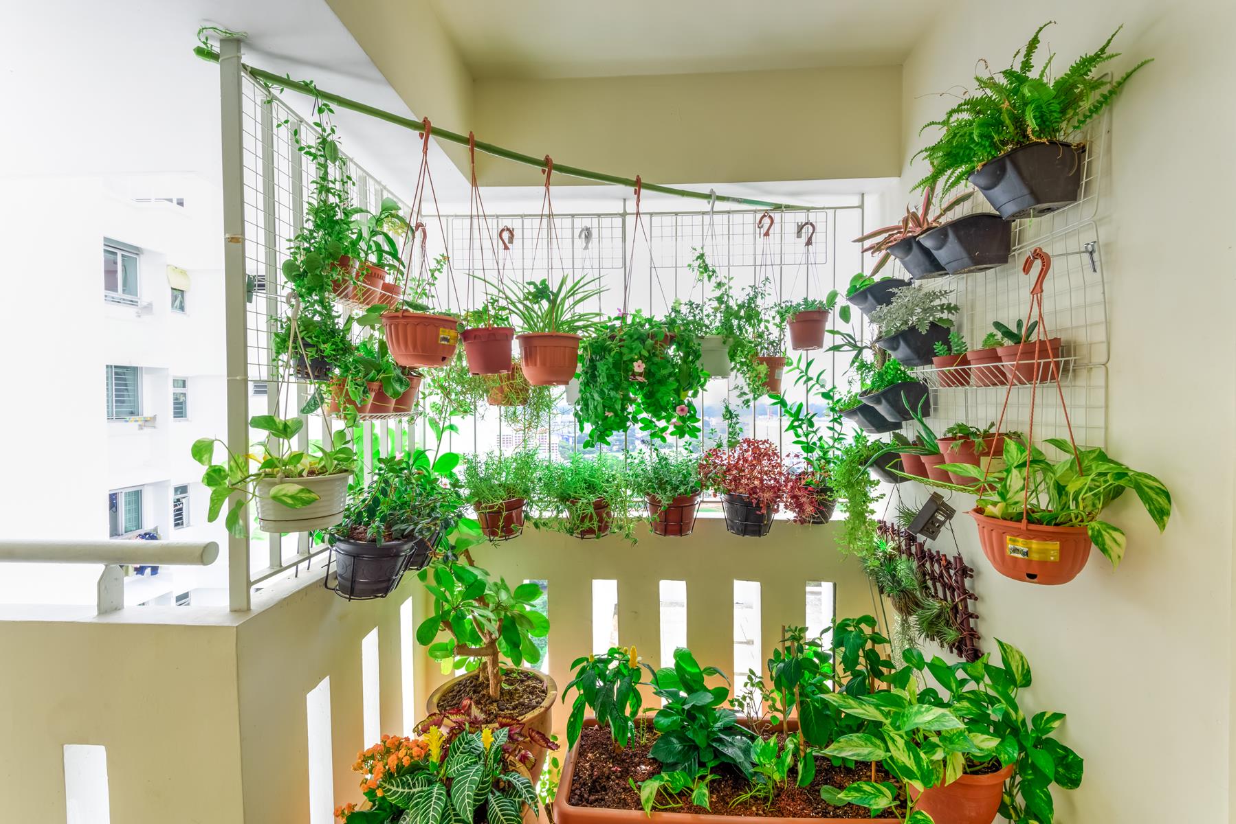 melhores plantas para horta em apartamento pequeno