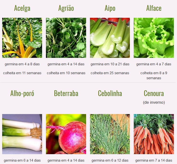 erros comuns ao cultivar hortaliças iniciantes
