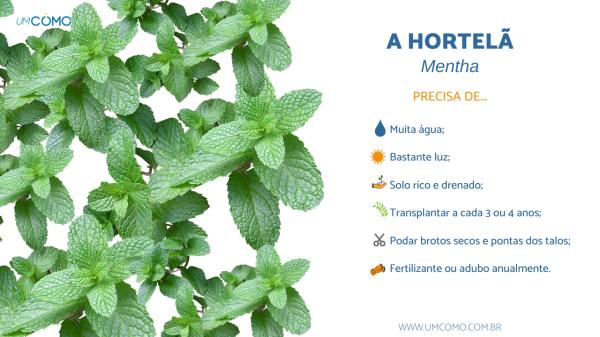 hortela em vaso como cuidar