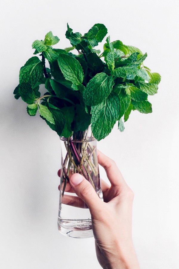 Hortelã em Casa: Dicas para um Cultivo Orgânico e Sustentável