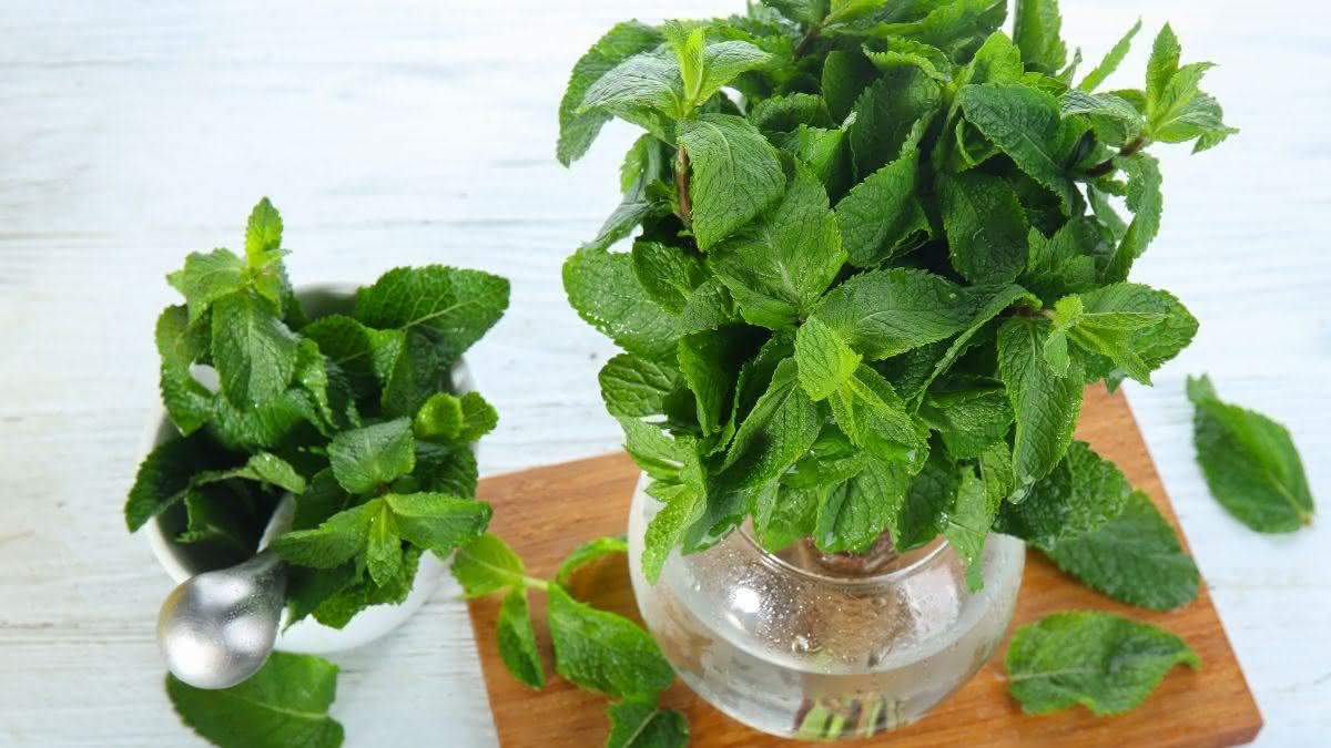 Hortelã Saudável: Segredos de Rega e Iluminação para Vasos