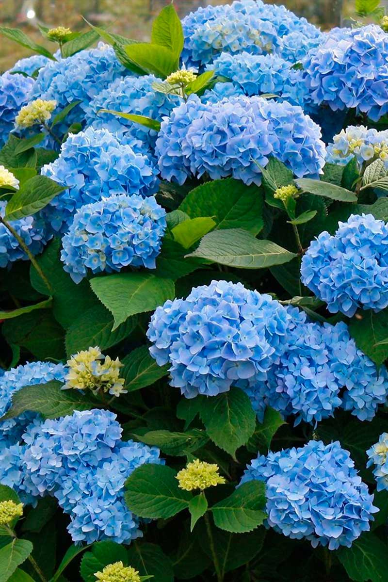 Hydrangea macrophylla