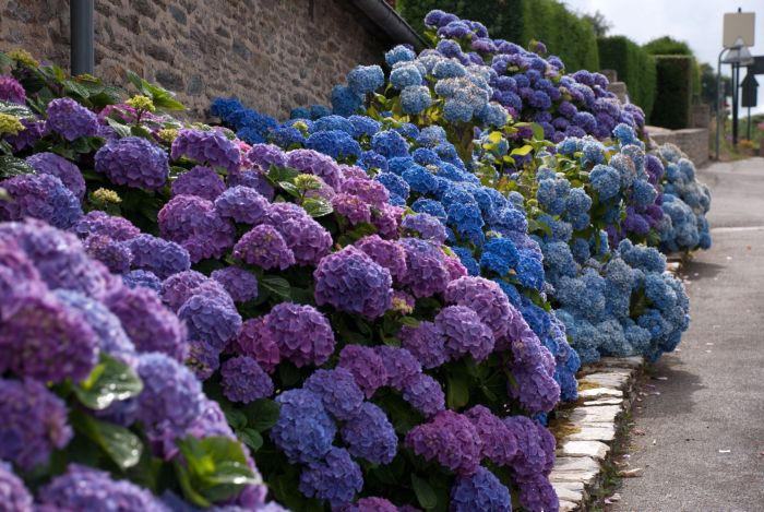 hortênsia azul