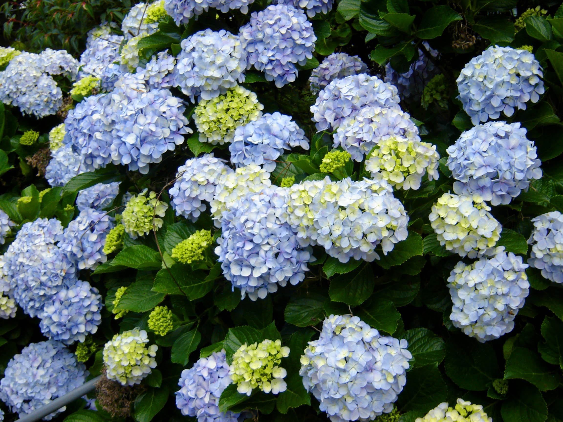 hortênsia rosa