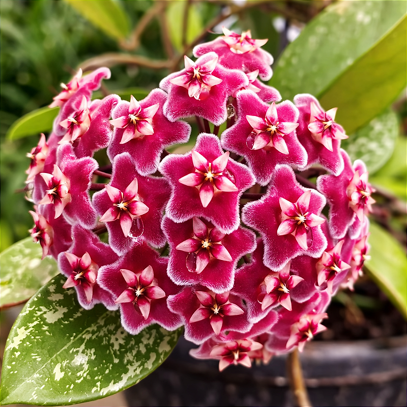 Hoya Carnosa 