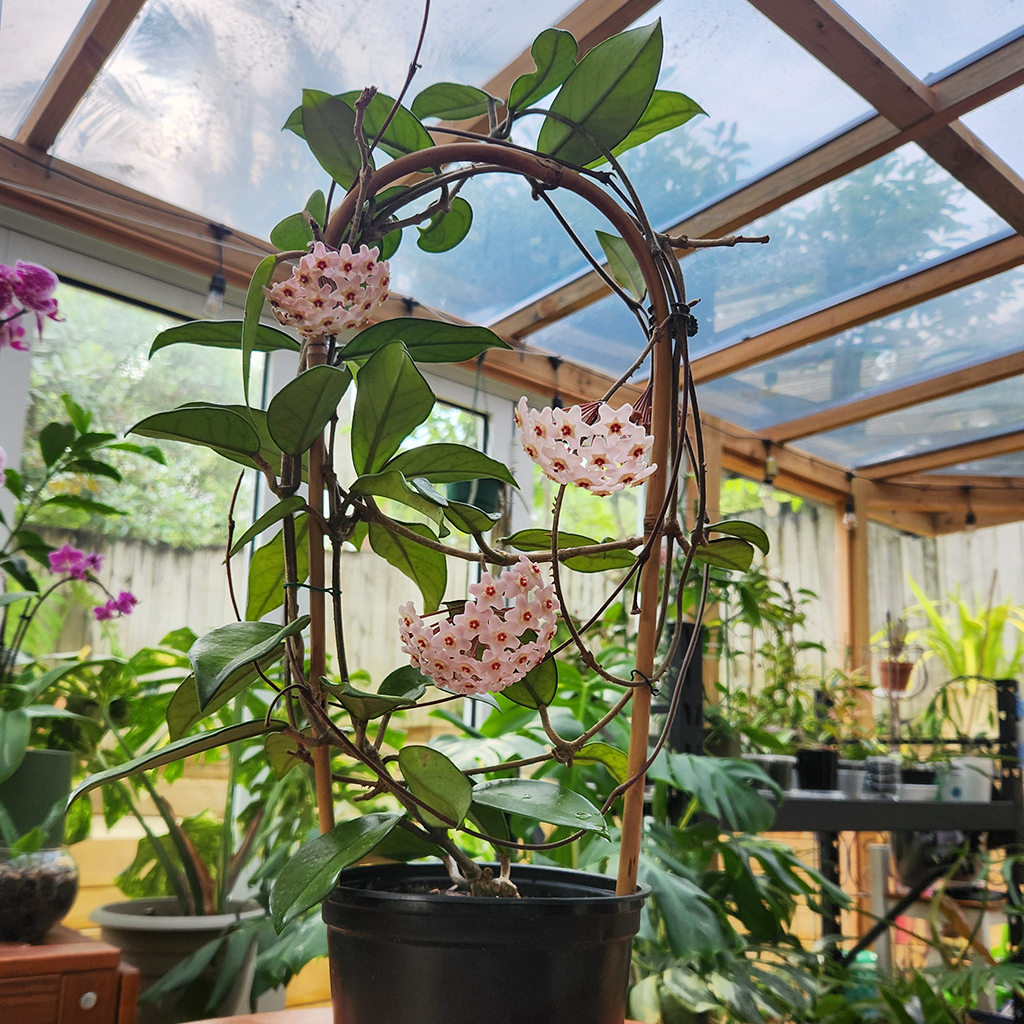 Hoya Carnosa 