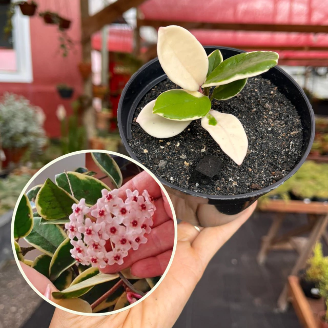 Hoya Carnosa 