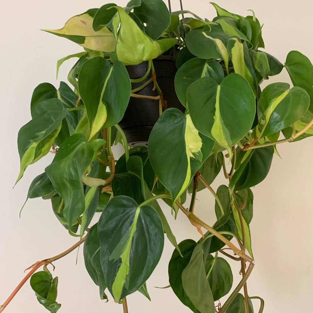 plantas tropicais para decorar casa