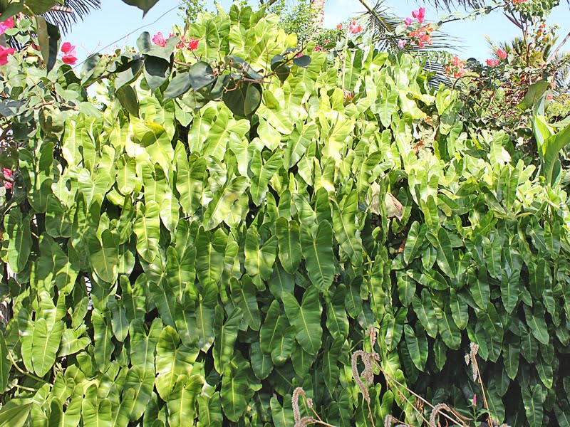 erros comuns ao cuidar de filodendros