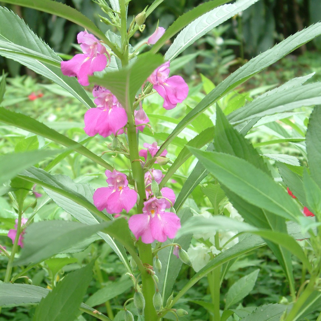 Garden Balsam
