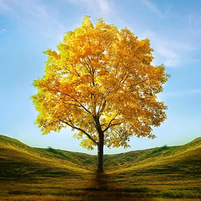 ipê amarelo da mata