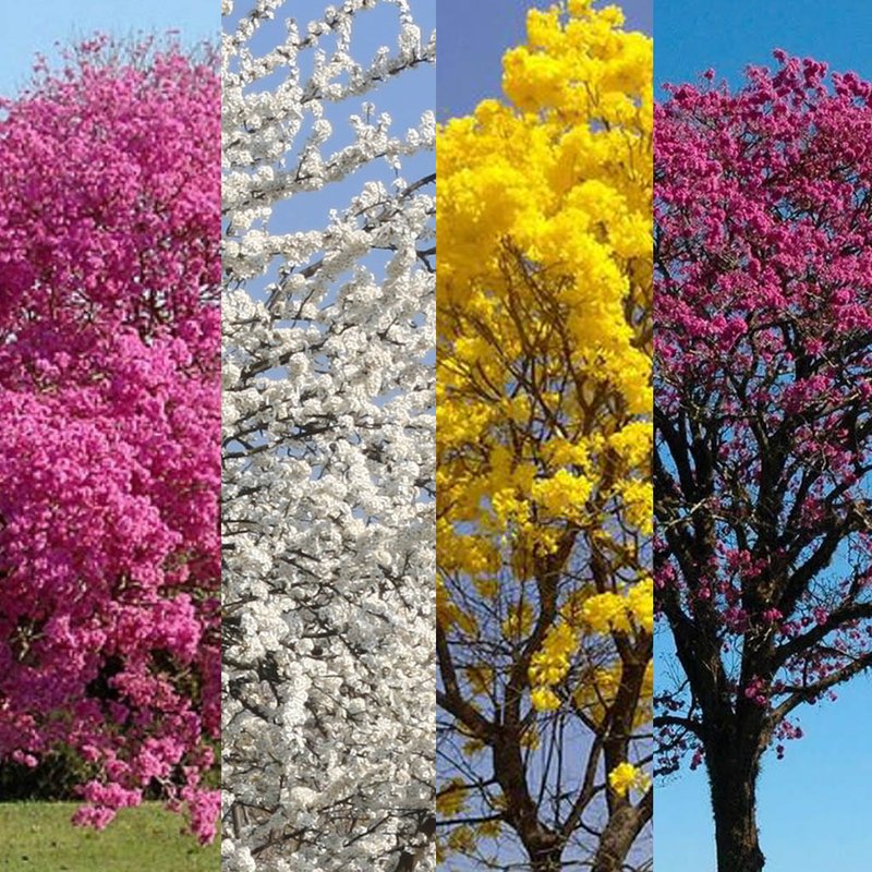 época de floração ipê