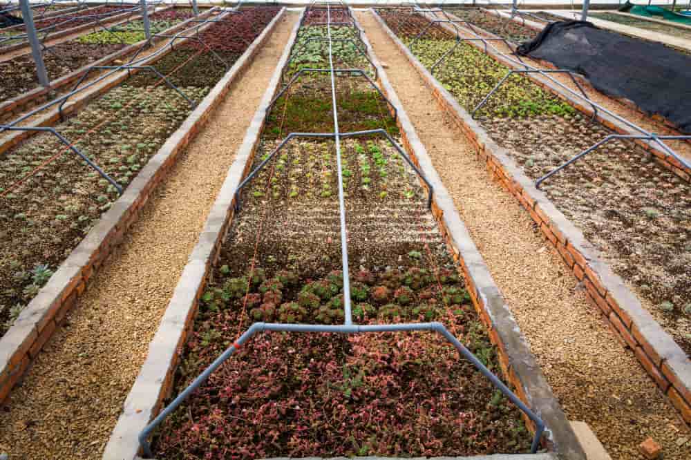 melhores sistemas de irrigação para horta orgânica