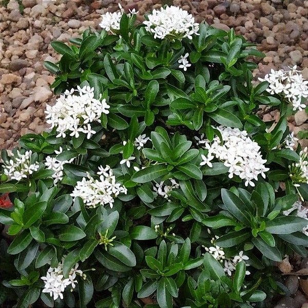 melhores ideias de jardim com ixora branca
