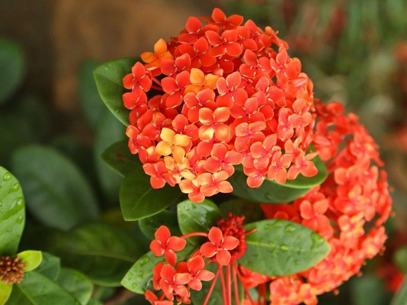 ixora chinesa cuidados