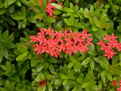 ixora chinesa poda