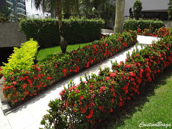 ixora chinesa sol pleno