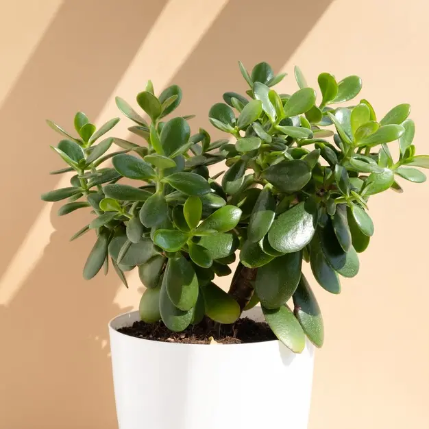 como fazer a planta jade florescer