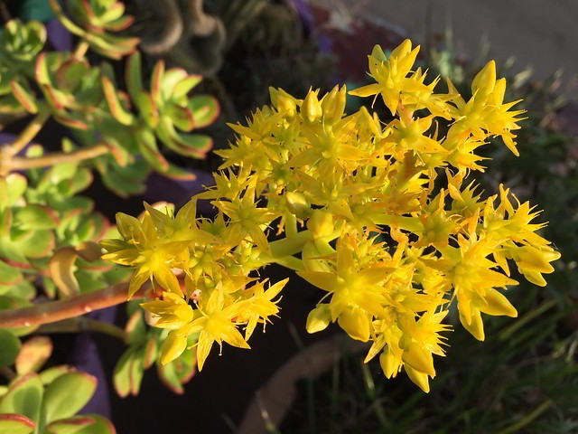 planta jade vs jade trepadeira qual escolher