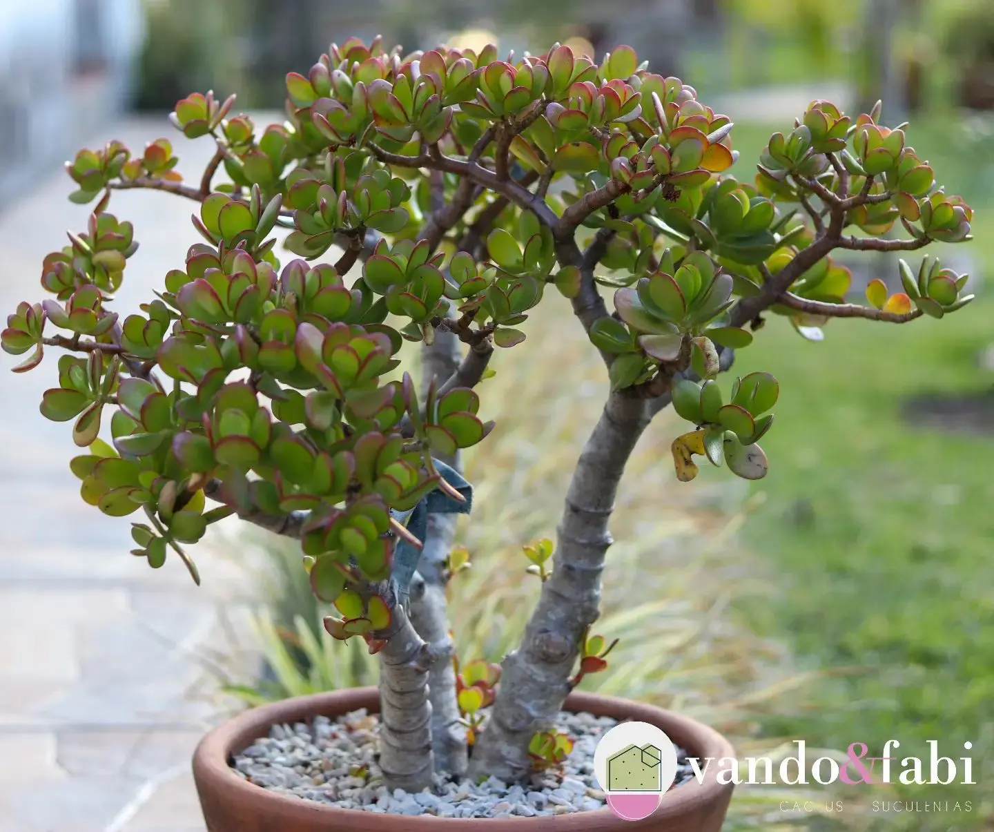 preço muda planta jade