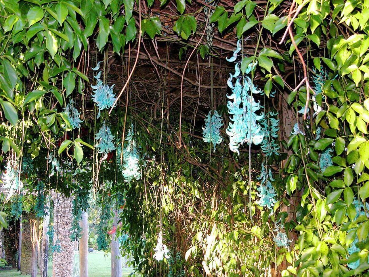 planta jade vs jade trepadeira qual escolher