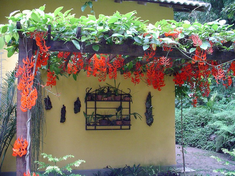 preço muda planta jade