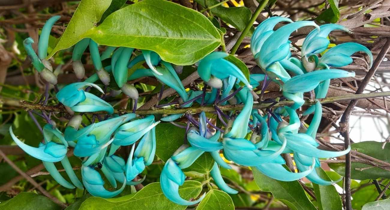 planta jade vs jade trepadeira qual escolher