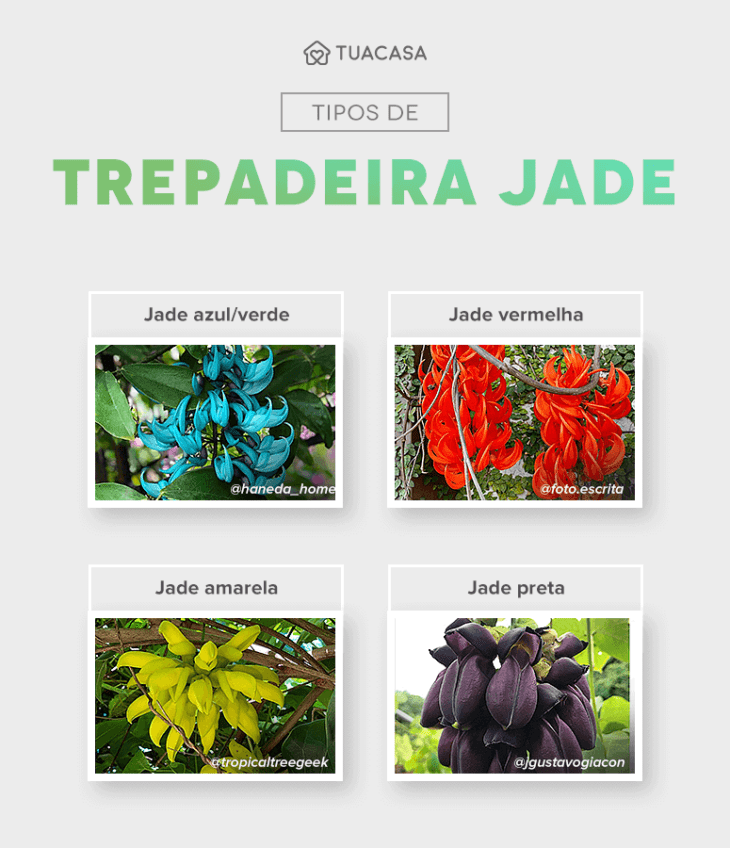 planta jade vs jade trepadeira qual escolher