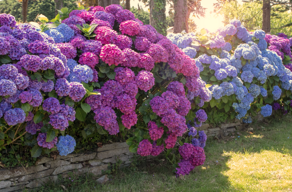 melhores plantas para canteiro de muro com pouca luz