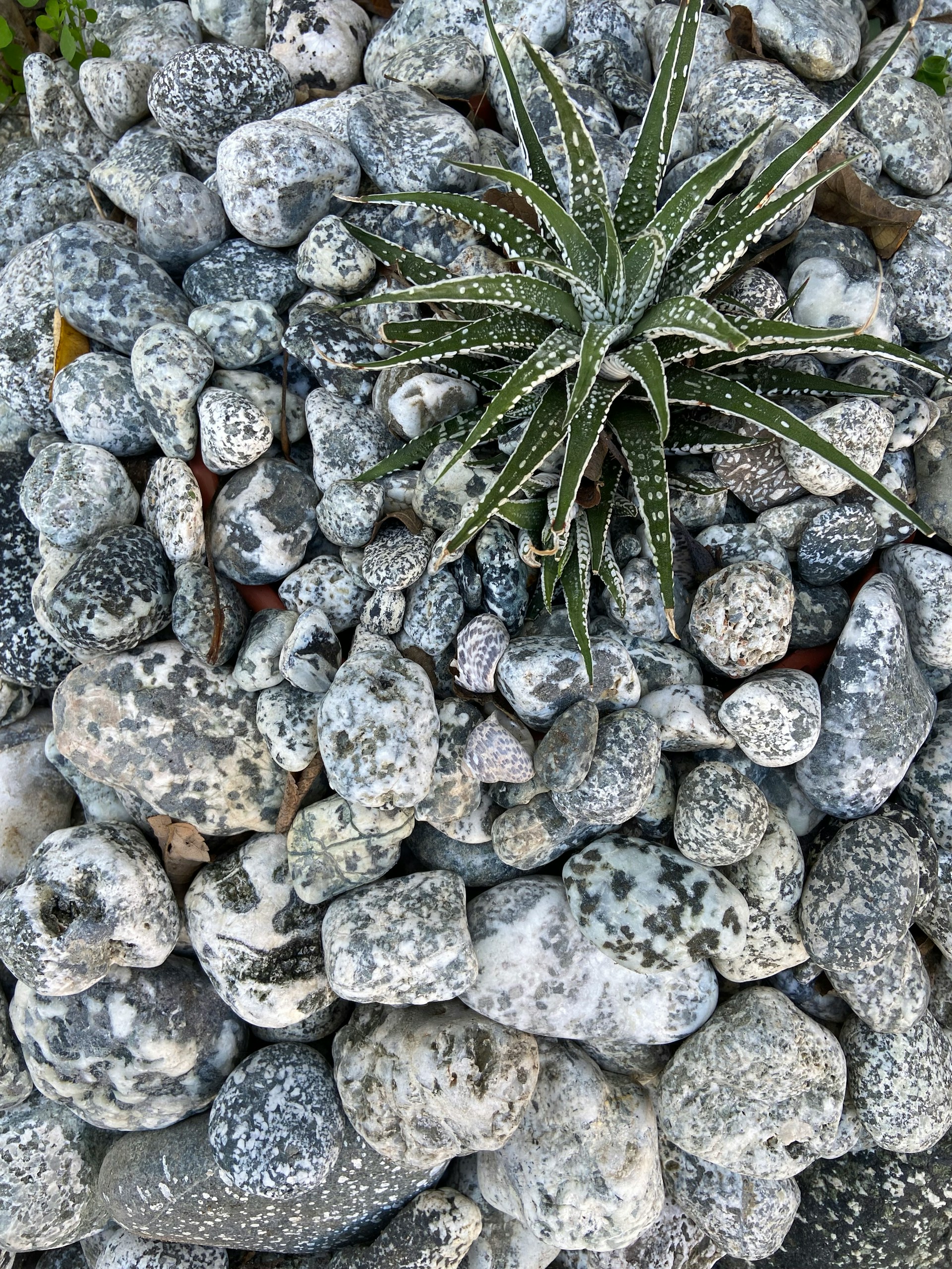 Controle de Ervas Daninhas e Estética