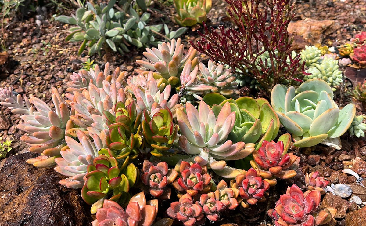 ideias criativas jardim suculentas pequeno