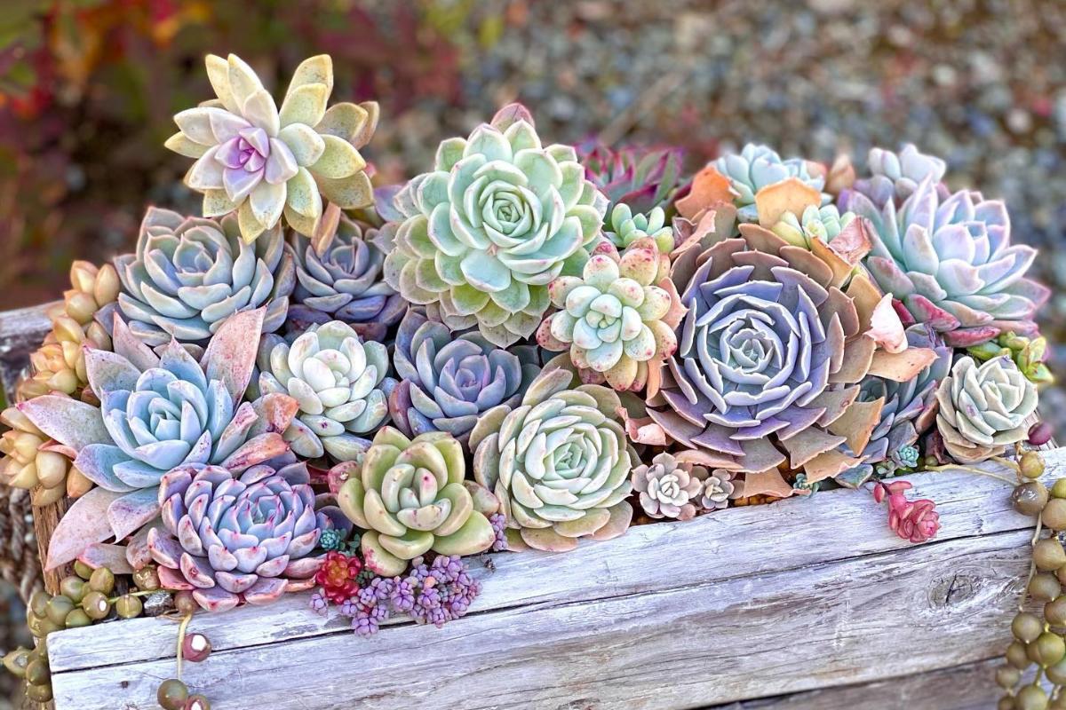 como fazer drenagem perfeita jardim suculentas