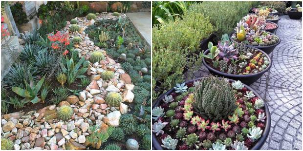 jardim de suculentas