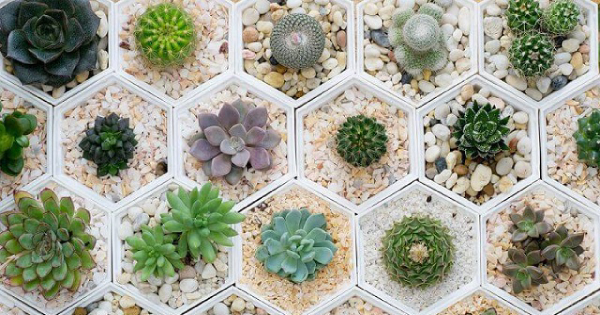 jardim suculentas no chao ou vaso qual melhor