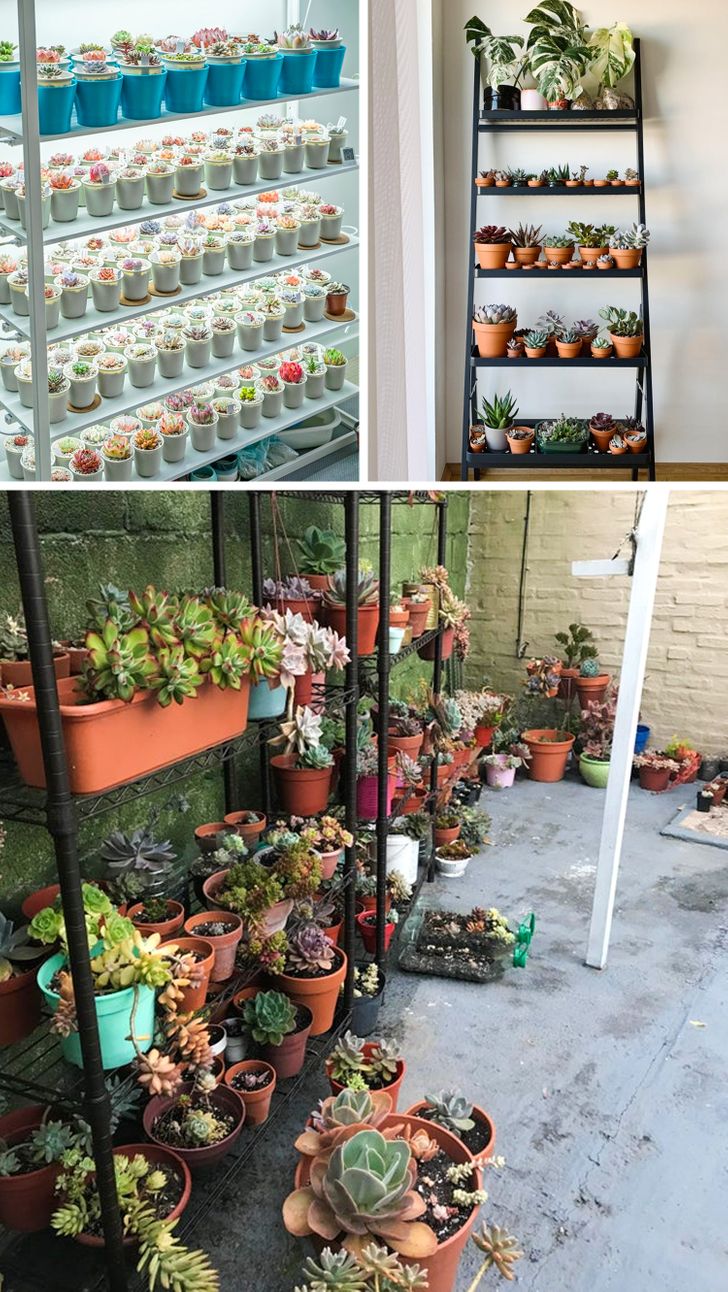 jardim de suculentas