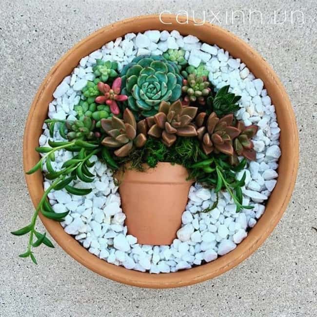 ideias criativas jardim suculentas pequeno