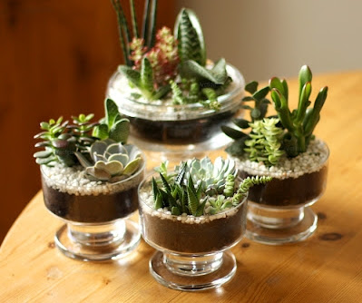 principais erros cuidar jardim suculentas