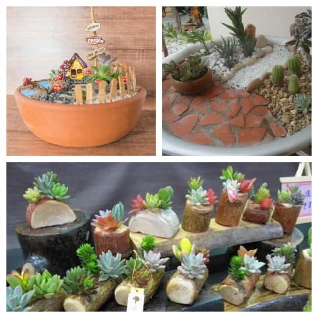 jardim suculentas no chao ou vaso qual melhor