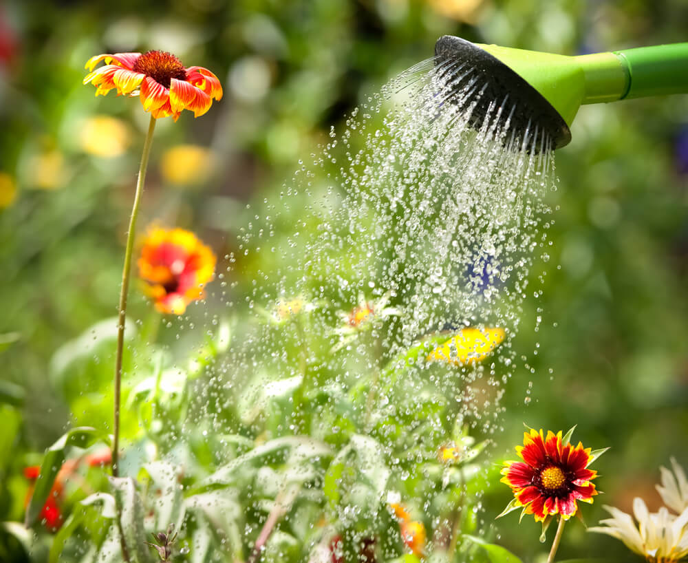 plantas para jardim florido o ano todo