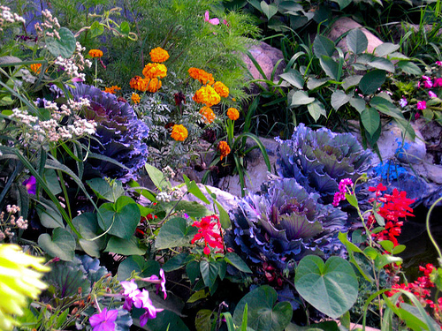 flores resistentes sol pleno