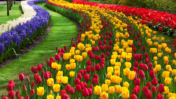 flores resistentes sol pleno
