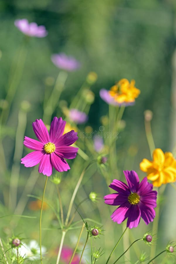 como ter um jardim sempre florido
